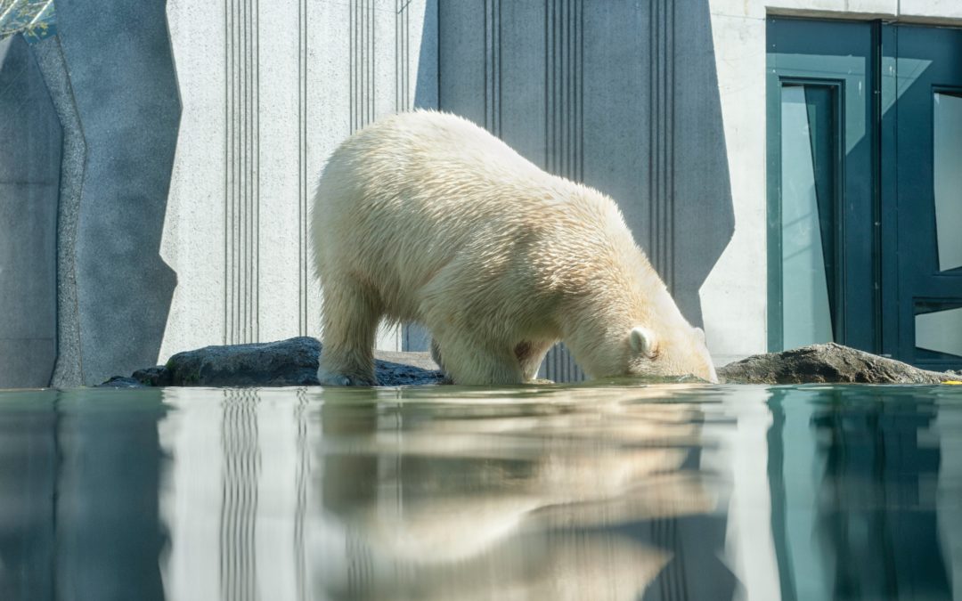 Grabenentwässerung im Eisbärengehege sichergestellt