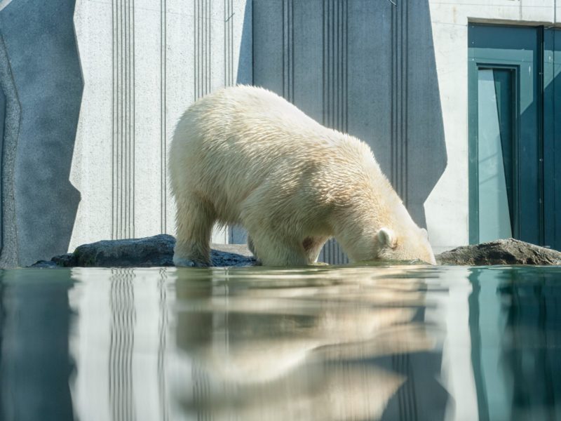 Grabenentwässerung im Eisbärengehege sichergestellt