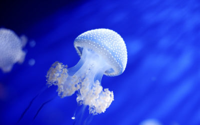 Berliner für Berlin: Patenschaft für Quallen im Aquarium