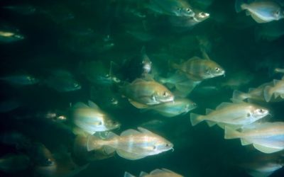 Für Haifisch, Dorsch und Ohrenqualle: Uhthoff & Zarniko erneuert Becken-Pumpen im Zoo Berlin