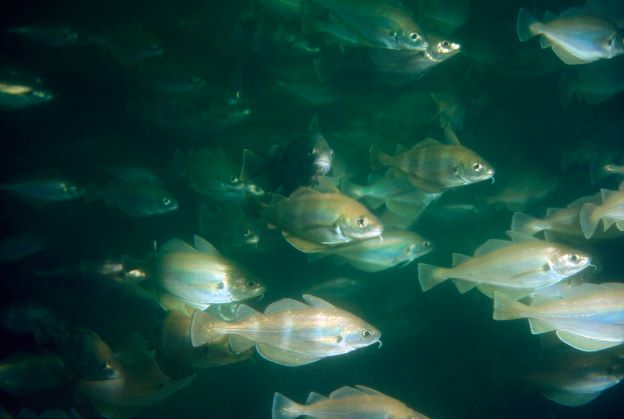 Für Haifisch, Dorsch und Ohrenqualle: Uhthoff & Zarniko erneuert Becken-Pumpen im Zoo Berlin